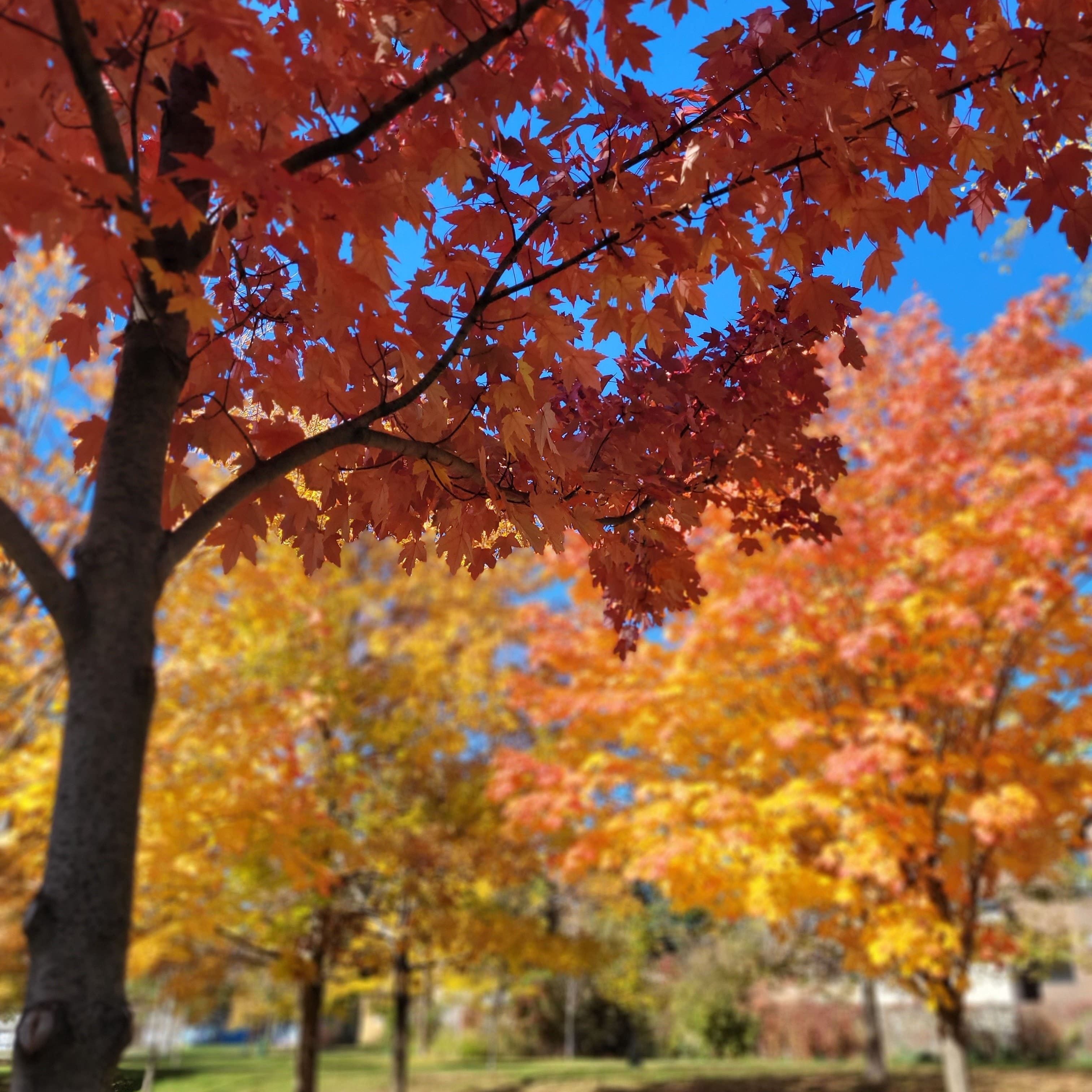 queen-west-toronto-trinity-bellwood-park